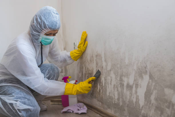 Best Attic Mold Removal  in Butte, AK