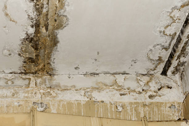 Best Mold Odor Removal Services  in Butte, AK