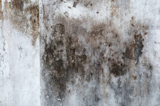 Best Black Mold Removal  in Butte, AK