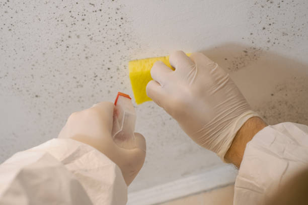 Best Mold Removal for HVAC Installations  in Butte, AK