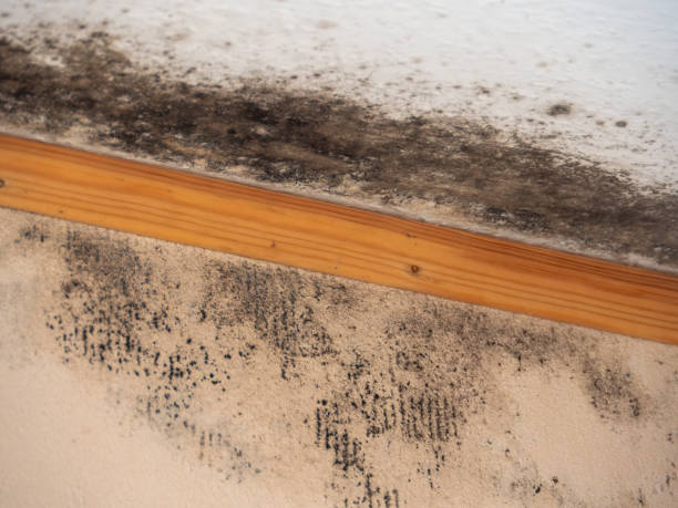 Best Airborne Mold Testing  in Butte, AK