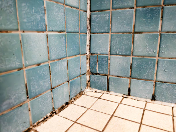 Best Asbestos and Lead Testing During Mold Inspection  in Butte, AK