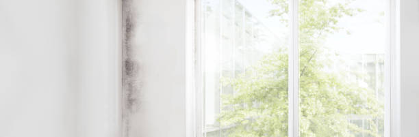 Best Mold Documentation for Insurance Claims  in Butte, AK