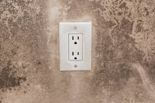 Best Mold Damage Restoration  in Butte, AK