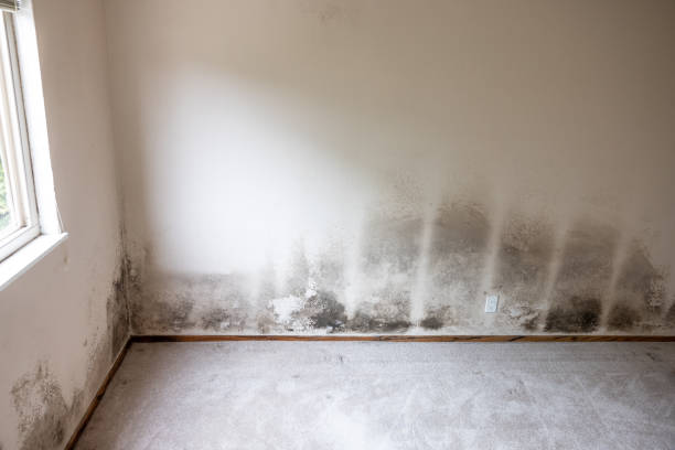 Best Industrial Mold Remediation  in Butte, AK