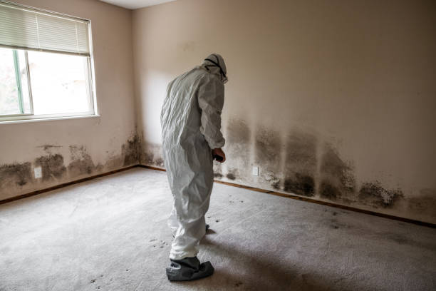 Best Basement Mold Removal  in Butte, AK