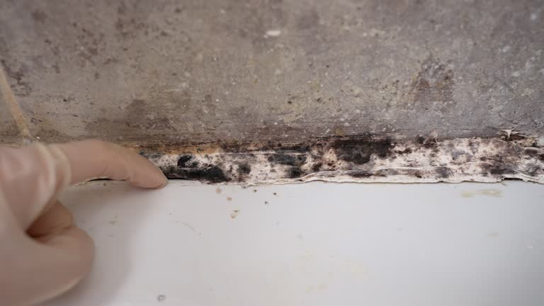 Best HVAC Mold Inspection and Cleaning  in Butte, AK