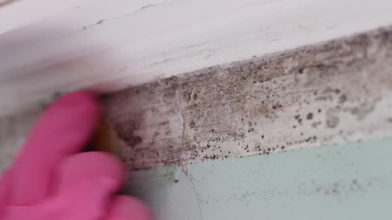 Best Mold Documentation for Insurance Claims  in Butte, AK